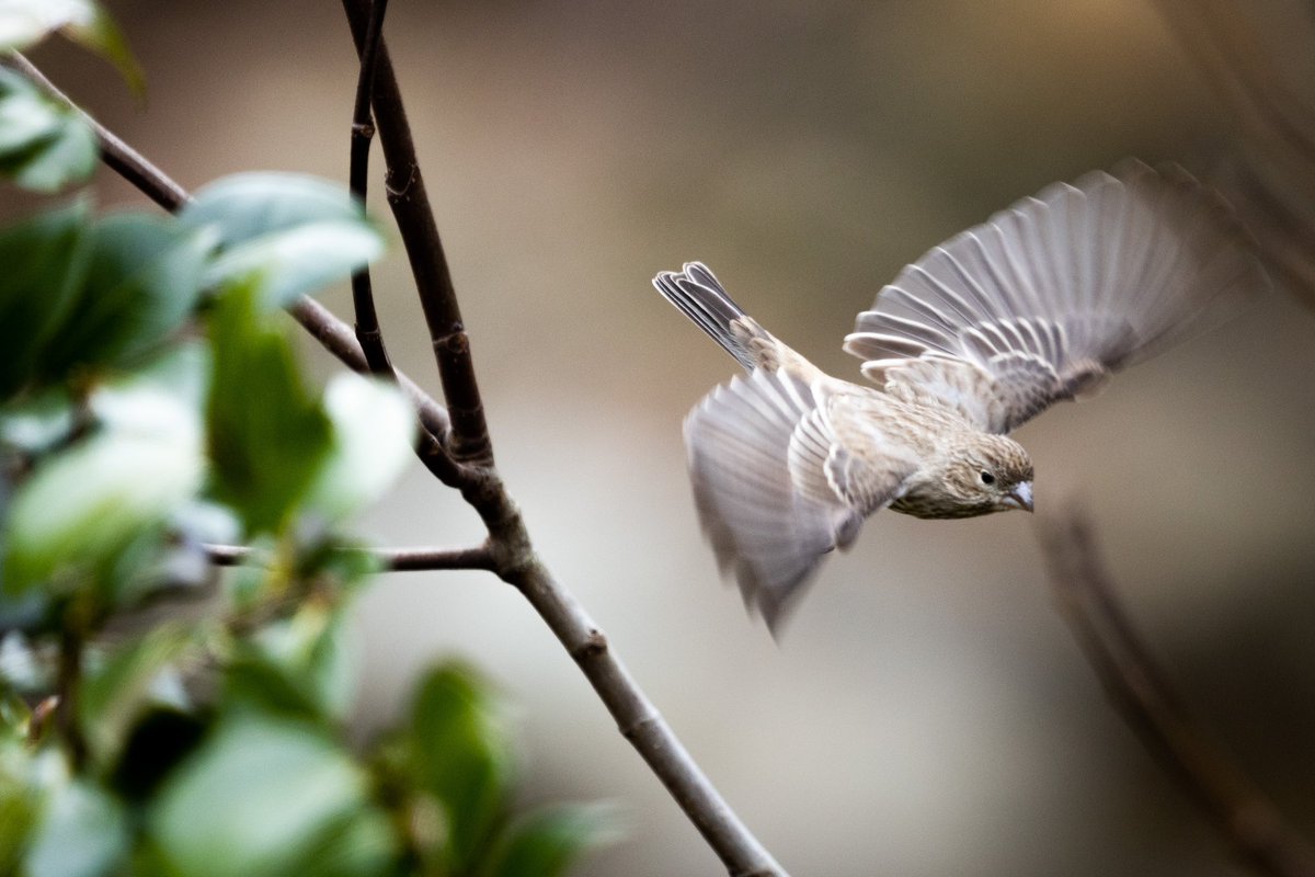 Mike Kropf tweet media