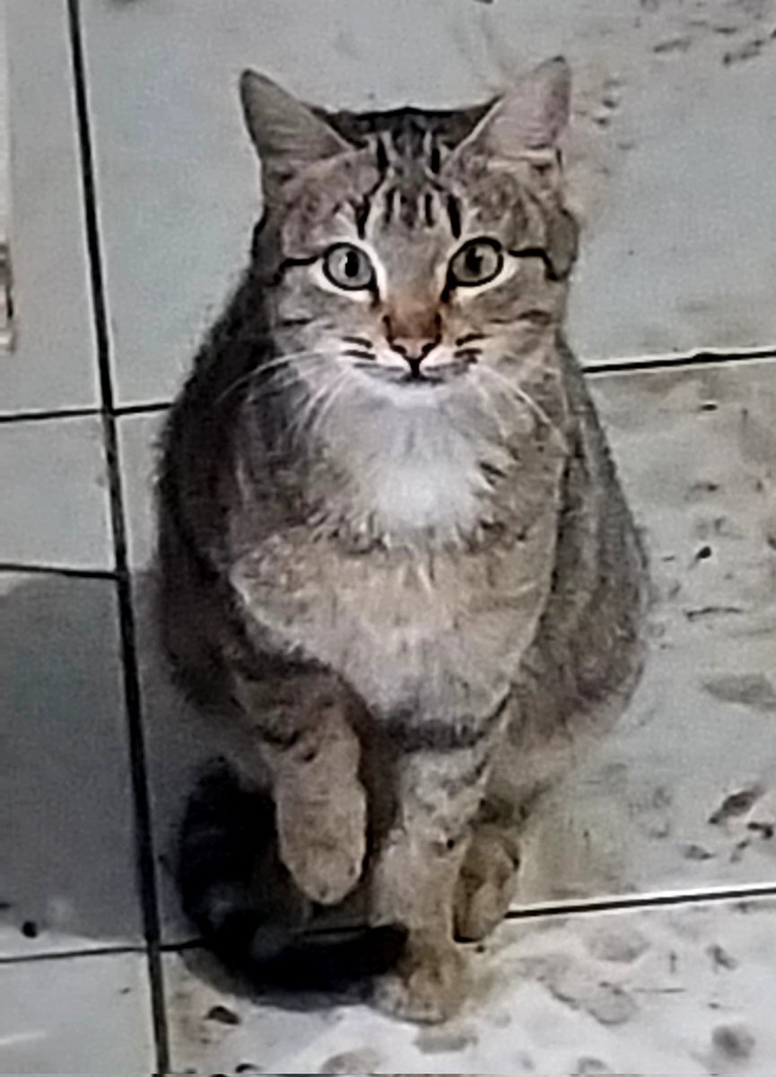 Çok şımardığı için 3 ayak üstünde durma cezası verdim