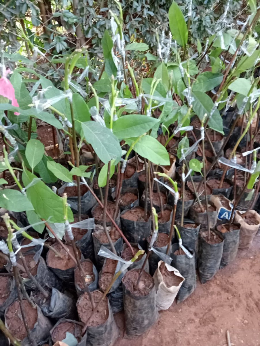 cerealgrowerske's tweet photo. Today, we carried out #AvocadoTreeGrafting exercise today with Mituntu Lead farmers in Tigania West. 

25 farmers under our AEP project supported by https://t.co/Ig634Qa2rl were trained on how to improve the local avocado varieties to export market varieties ( fuerte &amp; Hass). https://t.co/9dNVt5kCbp
