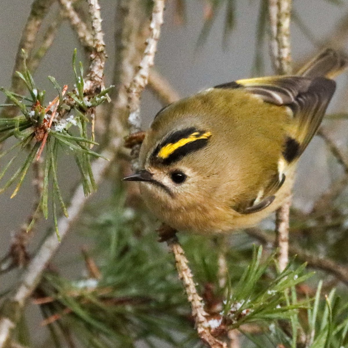 Grumpy little Goldcrest.  Unbelievable how much easier it is to take photos of these fast little blighters now that the trees are bare #goldcrest #rspb_love_nature #natures_voice #Winterwatch #TwitterNaturePhotography #TwitterNaturePhotography #canonphotography #canonuk