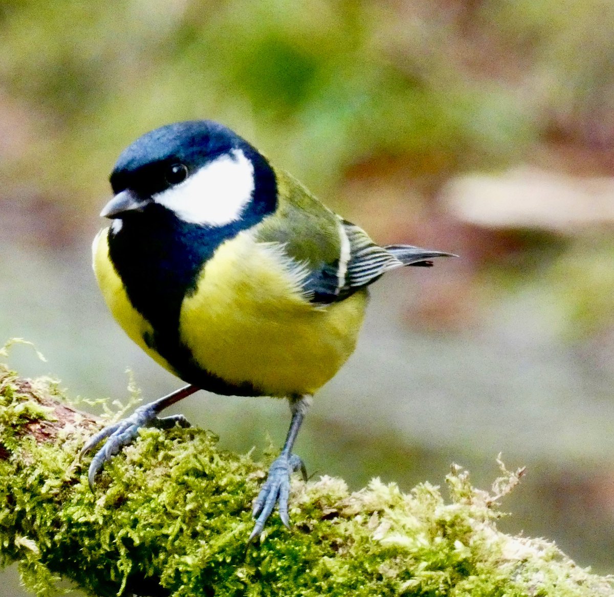 Great tit looking Great!
#greattit #woodlandbirds #woodlandbird #warburgnaturereserve #bixvalley #stonorvalley #naturereserve #chilternnature #chilterns #chilternhills #thechilterns @chilternsights @chilternsaonb @chilternhills @chilterns_ccc @ChilternNature