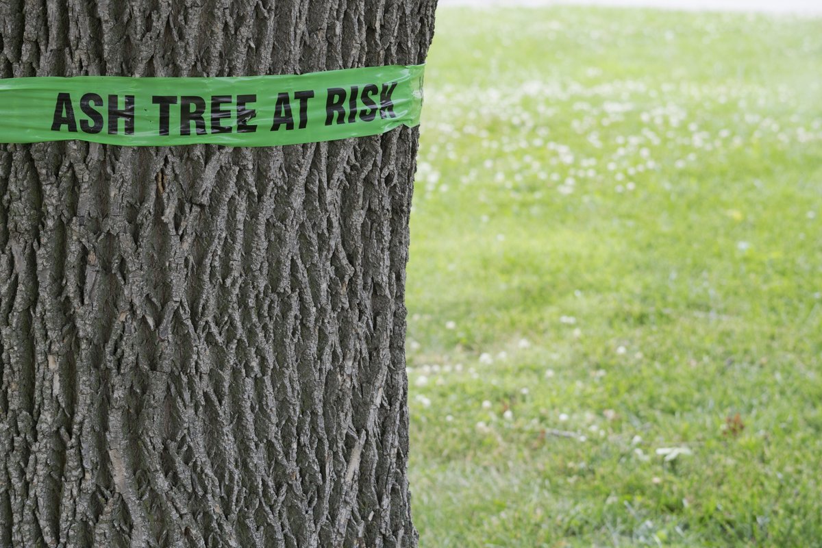 CleanWaterNews's tweet photo. "While geneticists maintain hope that EAB-resistant ash varieties can be developed in the future, it’s certain that most ash trees growing today will eventually become infested & die." #EmeraldAshBorer #TreeForAll #WatershedHealth
https://t.co/Q8INY0kSLU https://t.co/rniArgqPkI