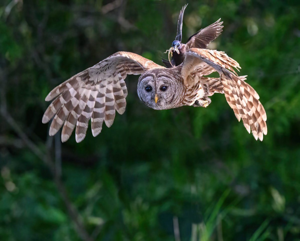 BirdWatchingMagazine tweet media