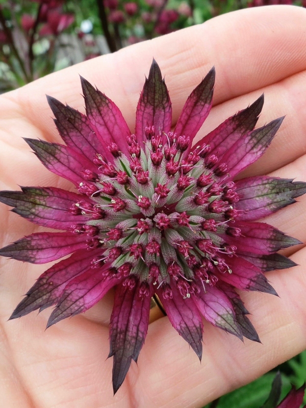 hardyplants's tweet photo. Now, if you were looking for a large, red flowered form of Astrantia we would almost always suggest Astrantia 'Burgundy Manor' ... #Favorite #favourite #Astrantia #PeatFree https://t.co/fL2WzEG4Cs