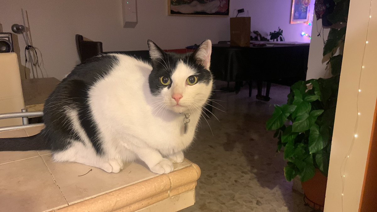 bajo_continuo's tweet photo. @ile0719 Este es Pingu, muy travieso y glotón. Lo amamos. https://t.co/0Xu4X6CcH9