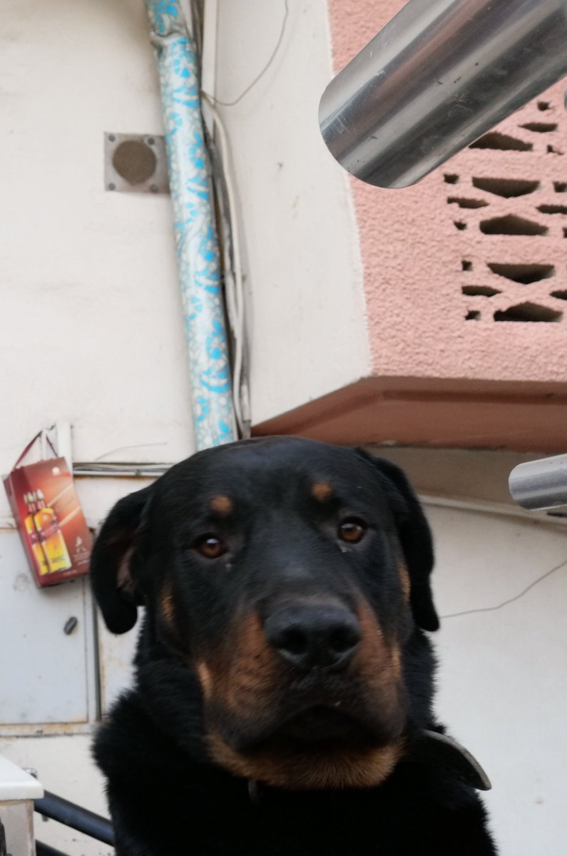grkmzcn's tweet photo. En sevdiğim köpek cinsi sanırım
Rodbaylıd 🥰 https://t.co/cAERqXs3Uw
