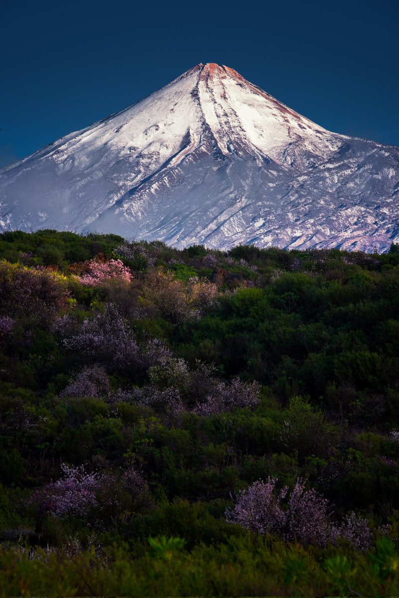 Zeworldphoto's tweet photo. Comienza la época de floración del almendro en Tenerife, estas son fotografías tomadas en años anteriores

#almendro #Canarias #Tenerife https://t.co/Ku7x6WCupD