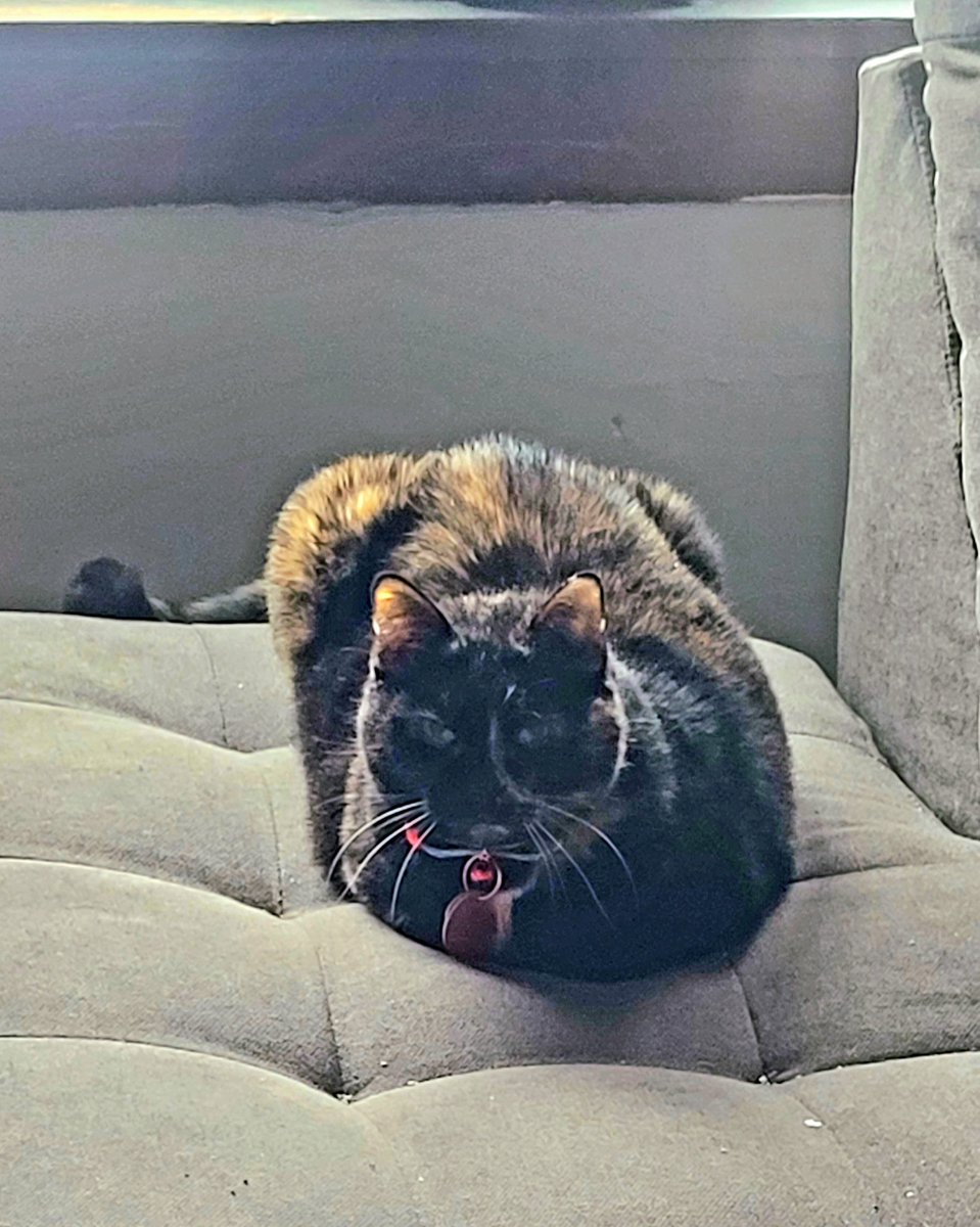 AlexPopichak's tweet photo. A month ago today, I adopted this sweet, fluffy girl named Chloe, and this has been a delightful experience, all things told. https://t.co/WtLeatxyO2