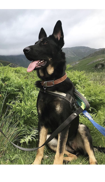 Molly is 4yrs old and she can live with older kids, Molly  needs a new home due to a relationship breakdown meaning she isn't getting the time and exercise she needs 
#dogs #GermanShepherd #Cumbria 
gsrelite.co.uk/molly-8/