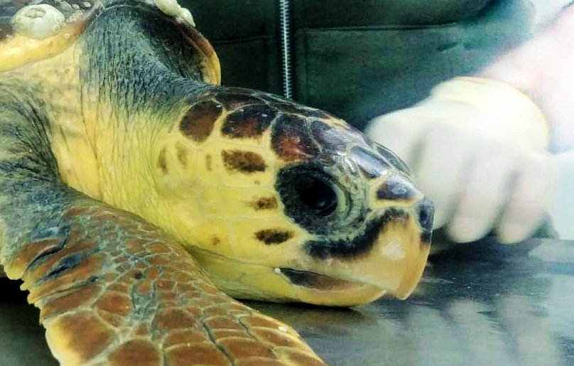 Per #sanvalentino regala Corallo ❤️ 
Riceverai il certificato di adozione

Scori come su tartalove.it