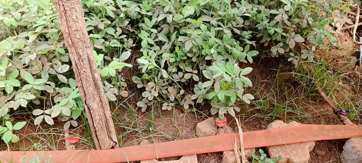 elhadjham's tweet photo. Before sowing our #Peanuts, we apply #NITROFIX R GA, to have a good yield. Practical case at the #AGRITRADE #AFRICA farm school in TOGO.AGRITRADE AFRICA farm school in #TOGO. Off-season peanuts under drip irrigation.
#TgTwittos
@GouvTg https://t.co/z6rNnwofXq