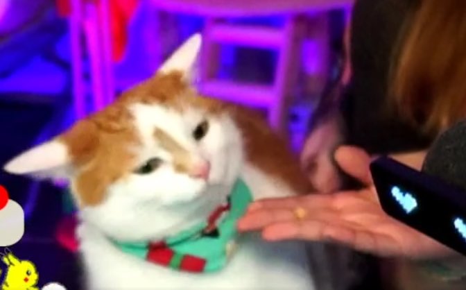 When Pip doesn’t even want to eat it, you know something is wrong 😂