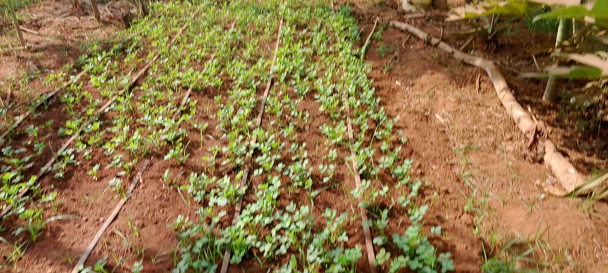 elhadjham's tweet photo. Avant de semer nos #Arachides, nous appliquons le #NITROFIX R GA, pour avoir un bon rendement. Cas pratique à la Ferme-école #AGRITRADE #AFRICA au #TOGO. Arachides de contre-saison sous #irrigation goutte à goutte.
#TgTwittos
@GouvTg . https://t.co/xIoBLH88K0
