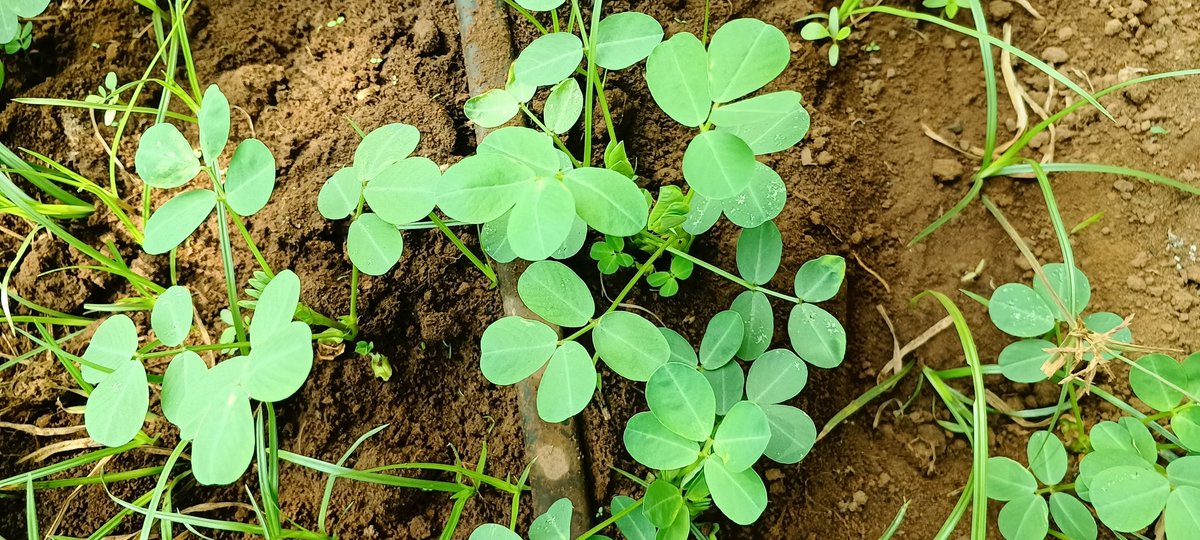 elhadjham's tweet photo. Avant de semer nos #Arachides, nous appliquons le #NITROFIX R GA, pour avoir un bon rendement. Cas pratique à la Ferme-école #AGRITRADE #AFRICA au #TOGO. Arachides de contre-saison sous #irrigation goutte à goutte.
#TgTwittos
@GouvTg . https://t.co/xIoBLH88K0