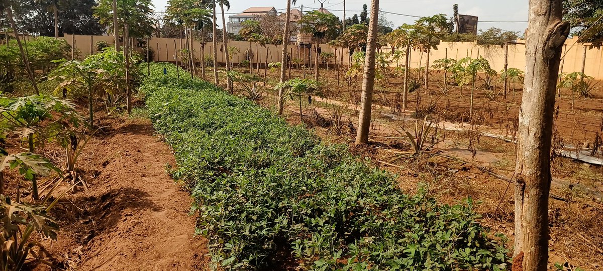 elhadjham's tweet photo. Avant de semer nos #Arachides, nous appliquons le #NITROFIX R GA, pour avoir un bon rendement. Cas pratique à la Ferme-école #AGRITRADE #AFRICA au #TOGO. Arachides de contre-saison sous #irrigation goutte à goutte.
#TgTwittos
@GouvTg . https://t.co/xIoBLH88K0