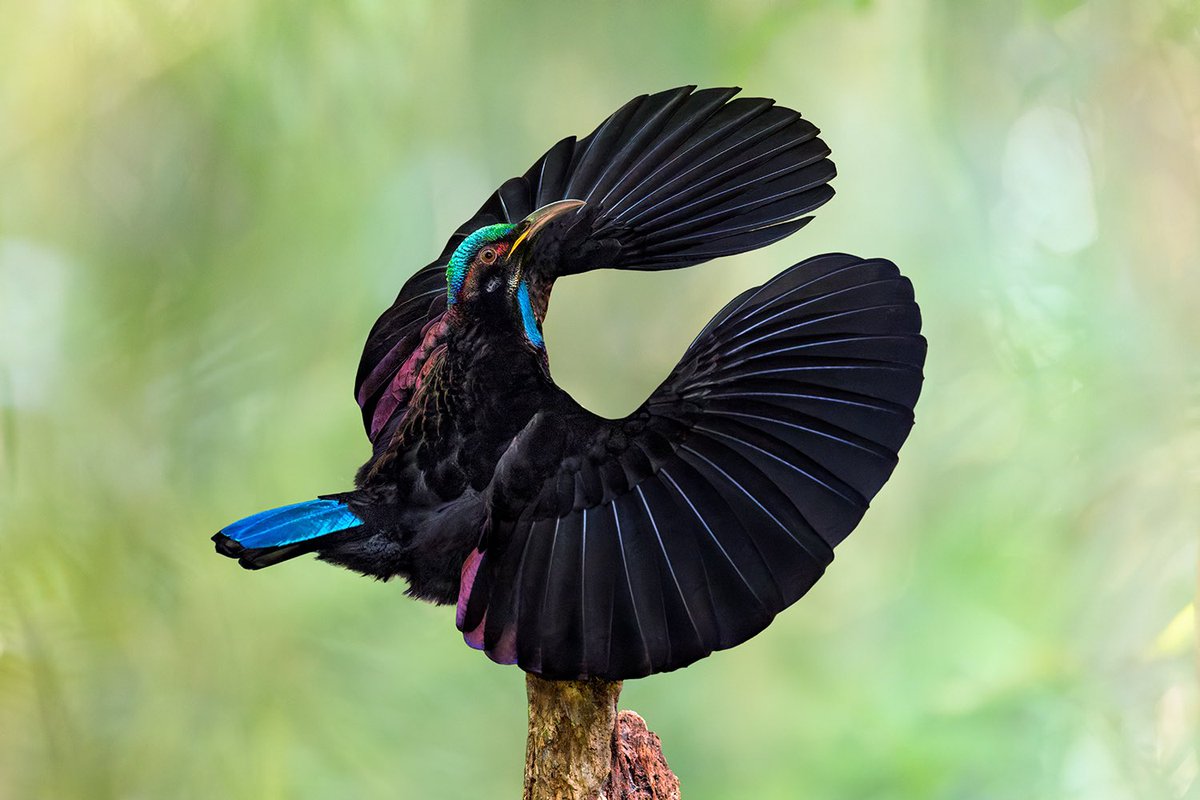 Jan Wegener tweet media