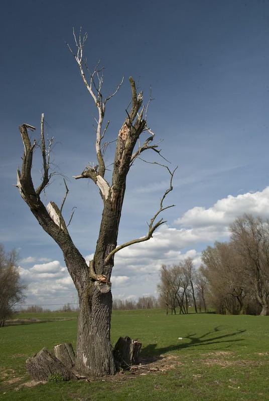 InfoSec617's tweet photo. When after two years of no cybersecurity budget, your boss says, “come on pick the low hanging fruit!”  The tree: https://t.co/WjbtXZPF19