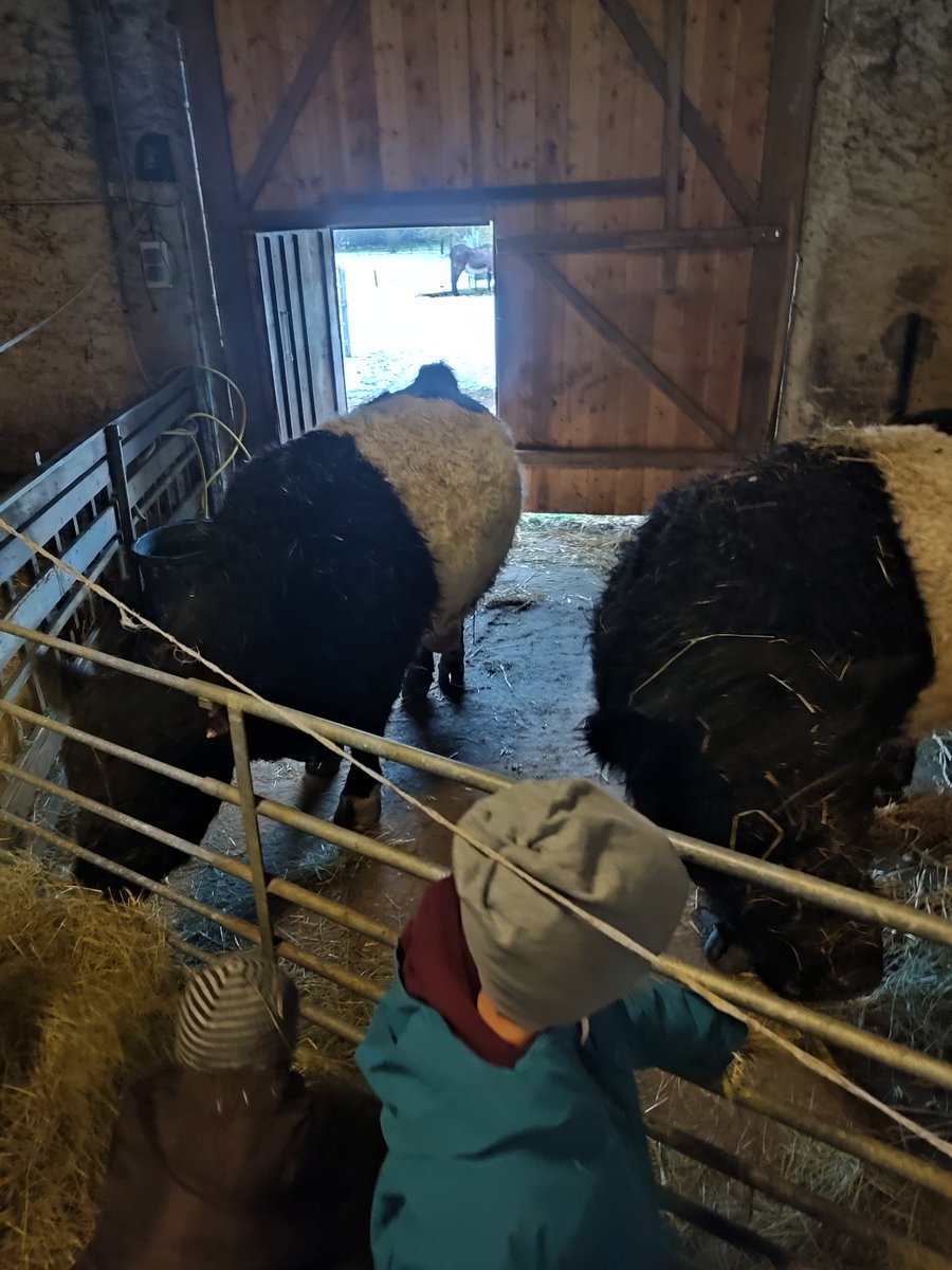 Le #weekend dernier, les #enfants avaient rencontré Marguerite et Pâquerette, nos #vaches Belties. Des "vaches pandas" d'après les enfants 😅 Vous en aviez déjà vu ? #ferme #anniversaires #birthdayparty