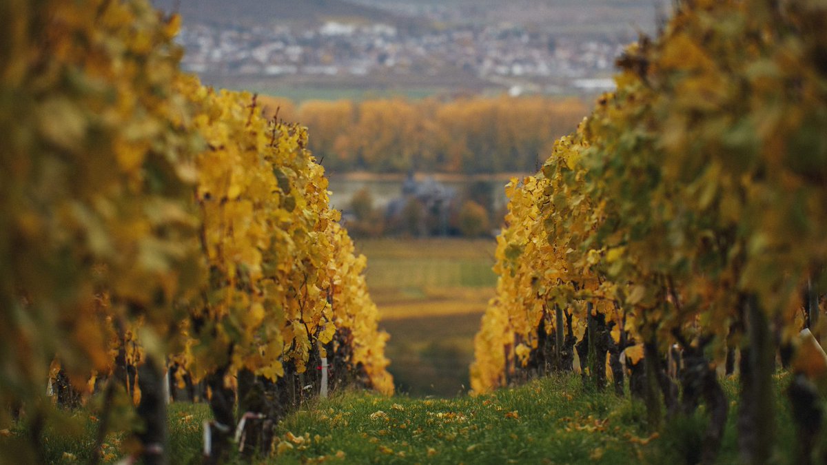 Tickets to the symposium are currently sold out. We highly recommend joining the wait list to be notified when tickets are made available. Sign up here: bit.ly/3jh5wRr

Photo credit: VDP © Peter Bender
#mastersofwine #imwsymposium