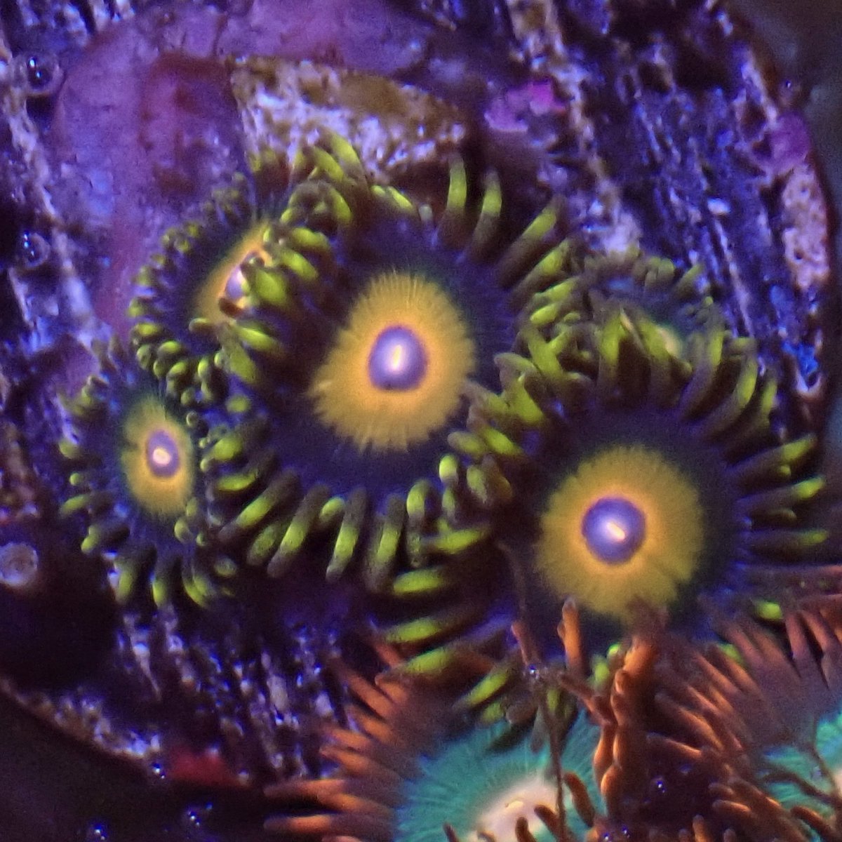 マメスナは常時強化

#アクアリウム
#海水水槽
#マメスナ