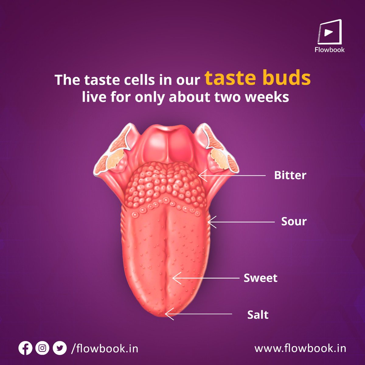 FlowbookIn's tweet image. A taste bud contains both short-lived and long-lived cells: the taste cells undergo continual turnover where the average life span is 10 days in order to maintain a functional palette. 

#Flowbook #Biology #TasteBuds #Zoology #Anatomy #Science #Educational #DidYouKnow #FunFacts