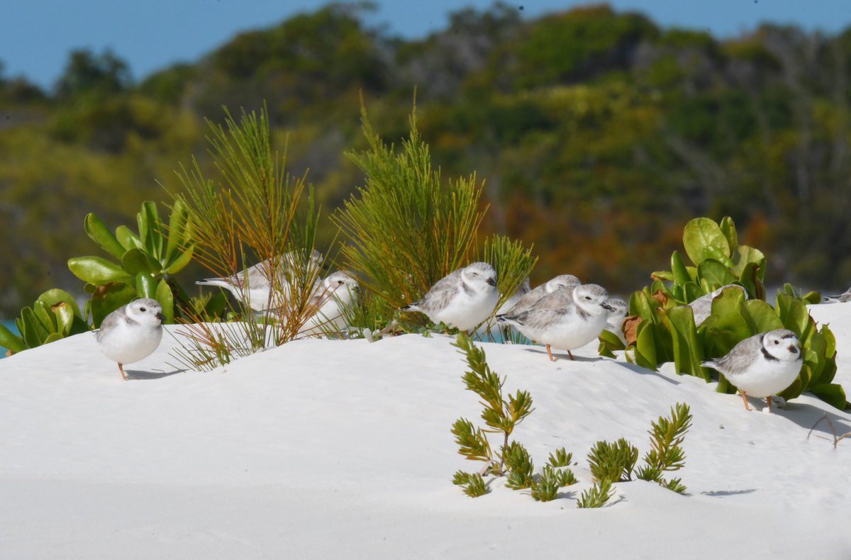 Thrilled to take part in the @birdscaribbean 2023 #CaribbeanWaterbirdCensus to help count wintering Piping Plovers. The beautiful island of Andros, Bahamas is one of the most important winter locations for the entire Atlantic population. (1)
