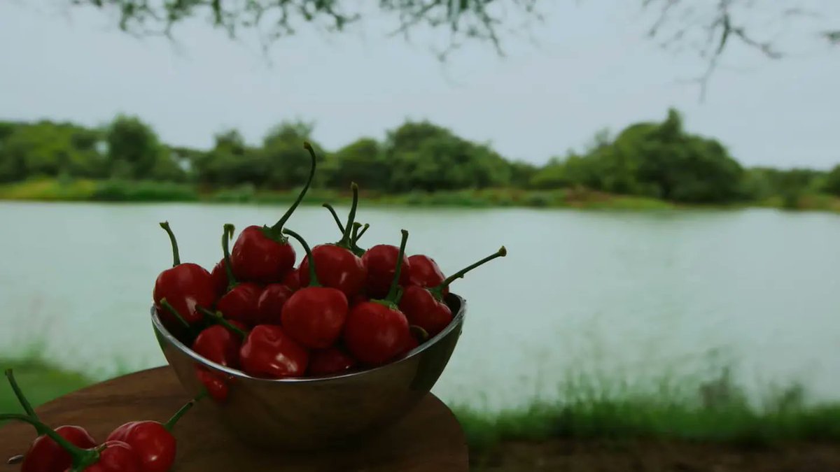 PatrickSeleka's tweet photo. Add these to your cheeseboard and you're good to go. 
#Aspiringchef
#NetFlixSA
#Peucommunications https://t.co/qgQ26W0vxY