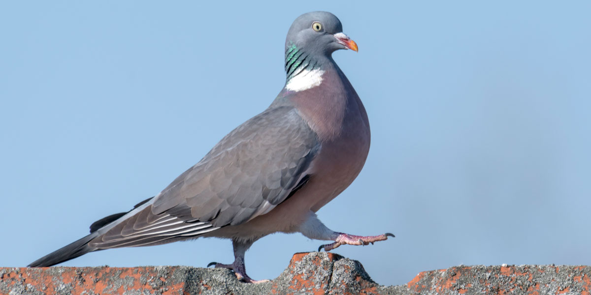 Pet_Connection's tweet image. Keep an eye out for Woodpigeons this weekend as part of the @Natures_Voice RSPB #BigWeekendBirdwatch and you'll help the charity to monitor our native wildlife. If you haven't signed up yet, head to their website!