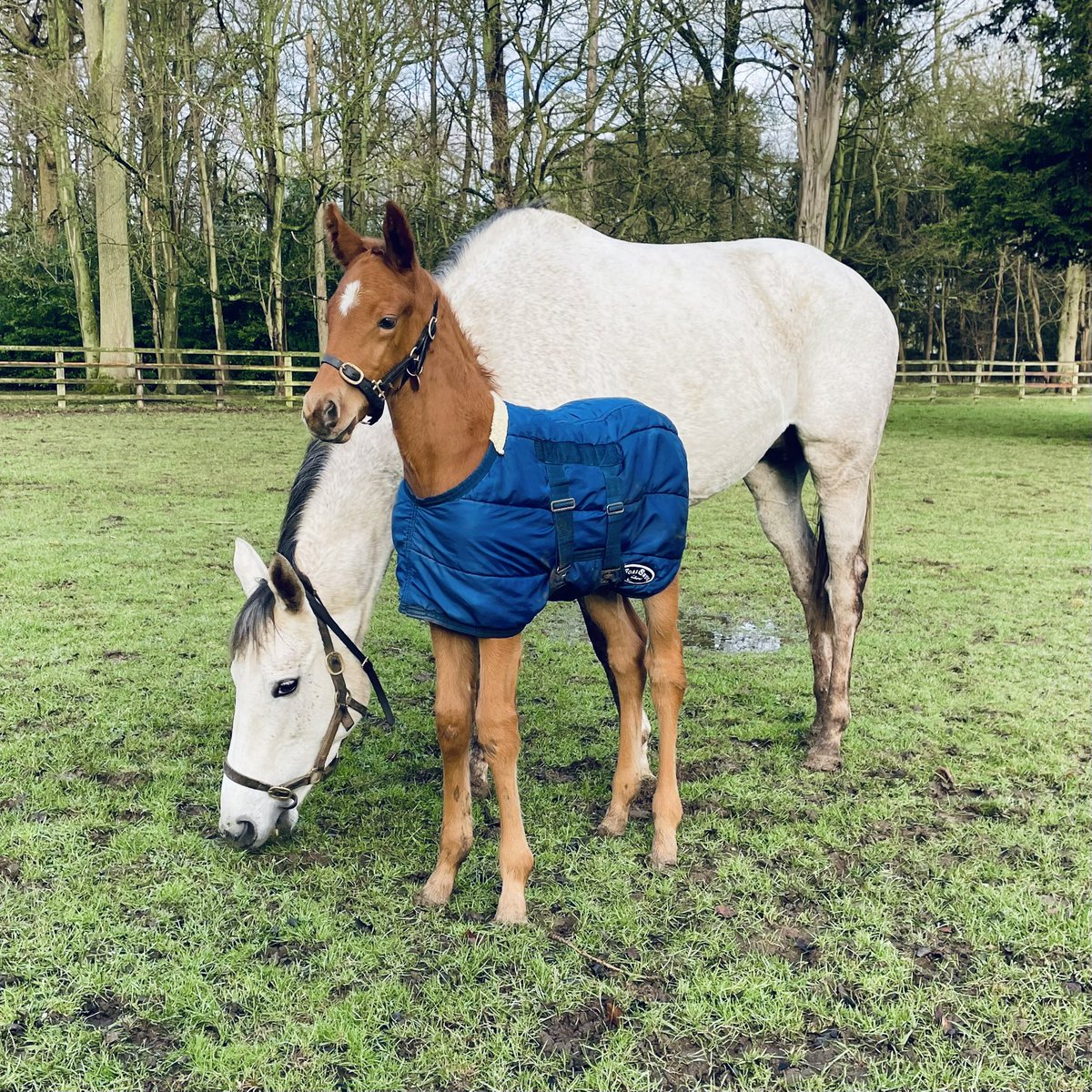 Cheveley Park Stud tweet media