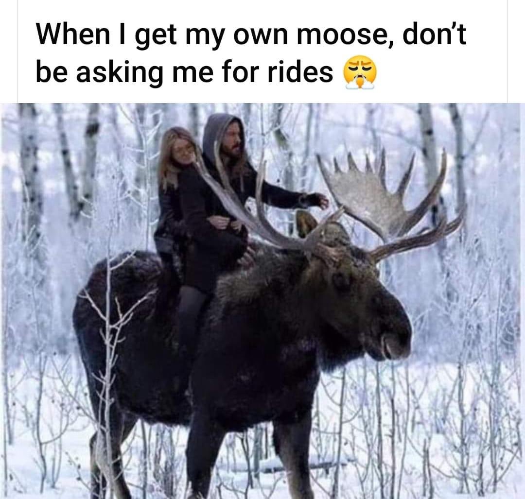 EmbrComm's tweet image. This gon be me if I win the lottery. Who needs a Lamborghini when you got a moose!