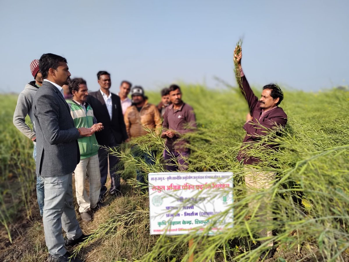 KvkShivpuri's tweet photo. Monitoring of CFLDs Oilseed (crop mustard improved variety Giriraj with ICM) by ICAR-ATARI 9, JBP on 27.1 2023 https://t.co/UTGZEjcKj9