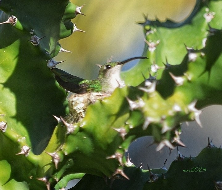 #hummingbird nesting on my neighbor #cactus
#bird #birds #birdphotography
#BirdsSeenIn2023 #birding #BirdersTwitter #BirdsOfTwitter #birds #PuertoRico