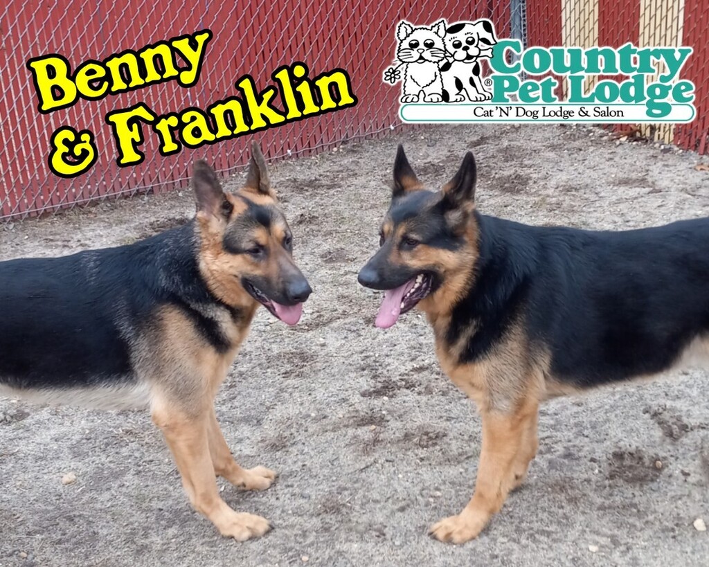 CountryPetLodge's tweet photo. Benny, you're the pretty one! No Franklin, you, you are the pretty one! 👅💙🐶🐾❤️ #benny #franklin #germanshepherds #benfranklin #prettydogs #handsomedogs #germanshepherd #germanshepherddog #gsds #gsdlove #gsdlife #germanshepherdlove #germanshepherdlife… https://t.co/FfDathD1k0 https://t.co/U6LmmnA4aP