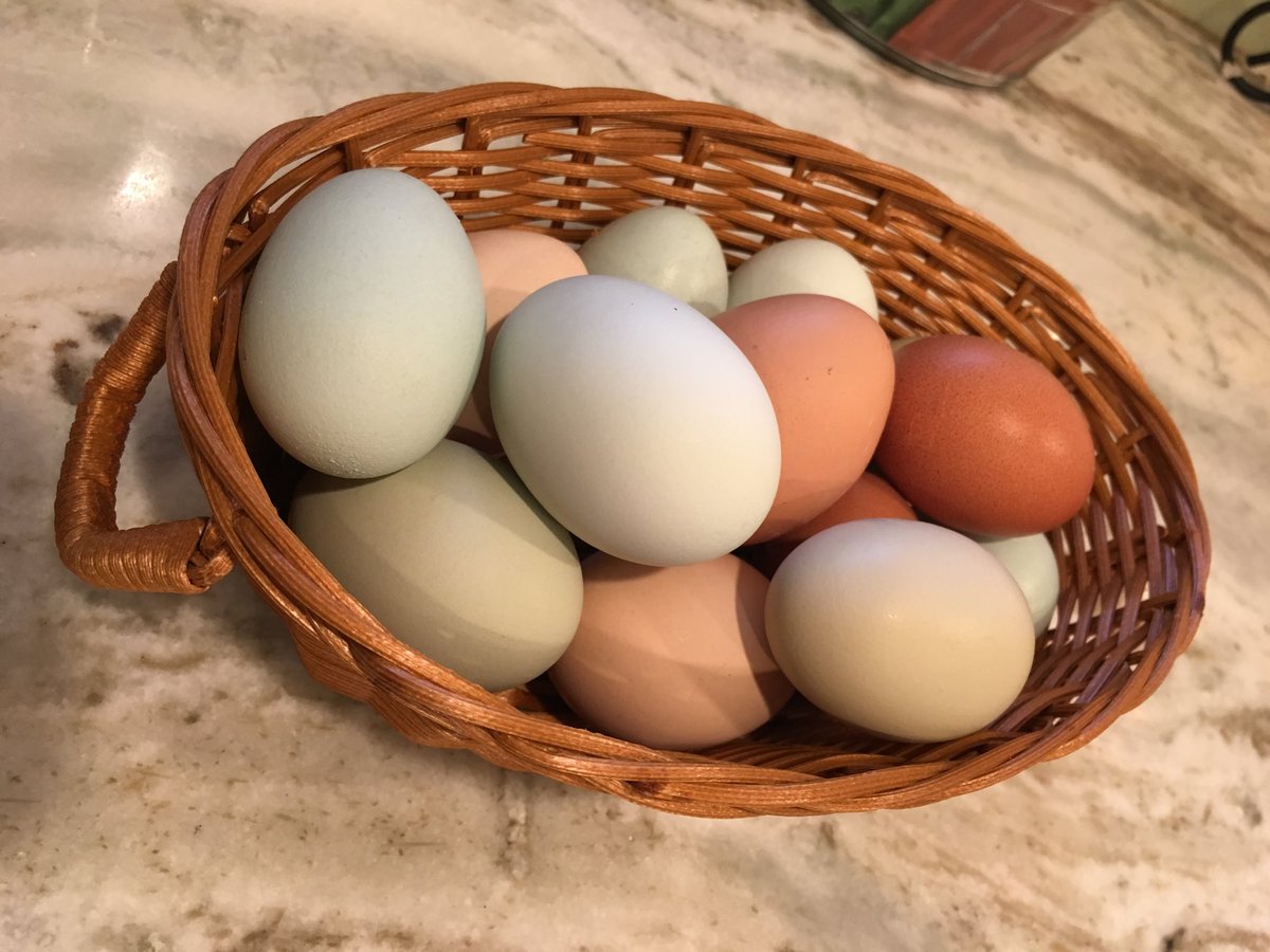 DaniiiiV's tweet photo. If ur chickens aren’t laying a lot of eggs try adding oyster shell, or cracked egg shells to their feed. Extra calcium will give them the nutrition they need to produce eggs! Also, free range them as much as u can. 

#ChickenLady #BoostEggProduction #OysterShell #FreeRange #Eggs https://t.co/UdstAvAcUr