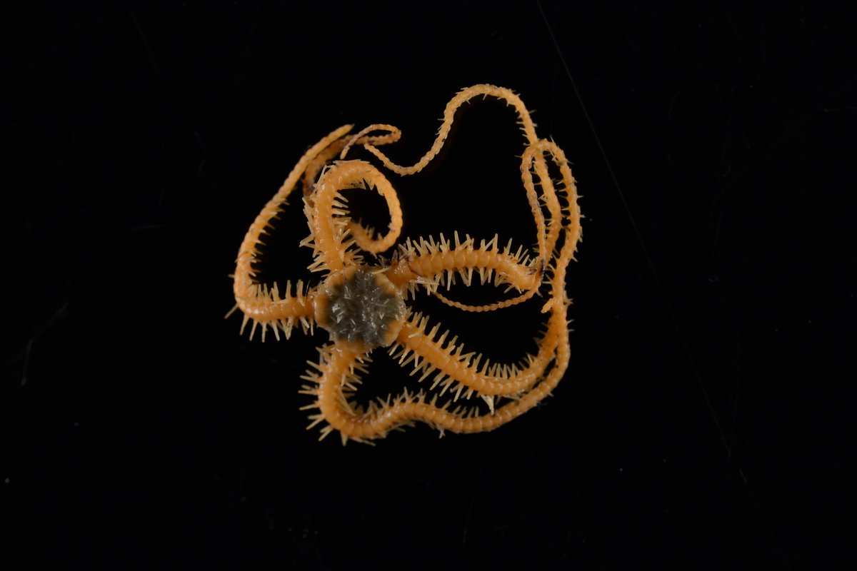 MFRI_Iceland's tweet image. Species of the week. The brittle star Ophiactis abyssicola often sits on other benthos such as corals and sponges. Brittle stars are echinoderms like sea stars and urchins.
#biodiversity #echinoderms #benthos #marine #ocean #sealife #Iceland #marineresearch