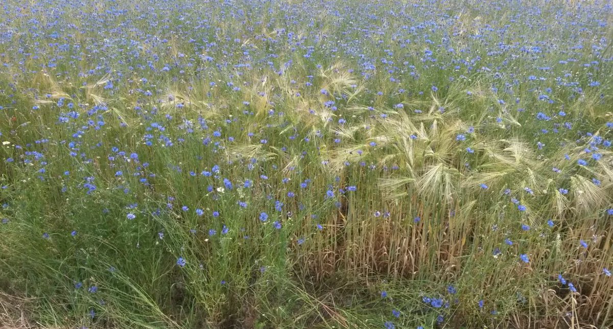 .

Schönen Nachmittag!

.

Wenn man die Natur wahrhaft liebt,
so findet man es überall schön.

Vincent van Gogh

#Natur
#Liebe
#Heimat

#VincentVanGogh