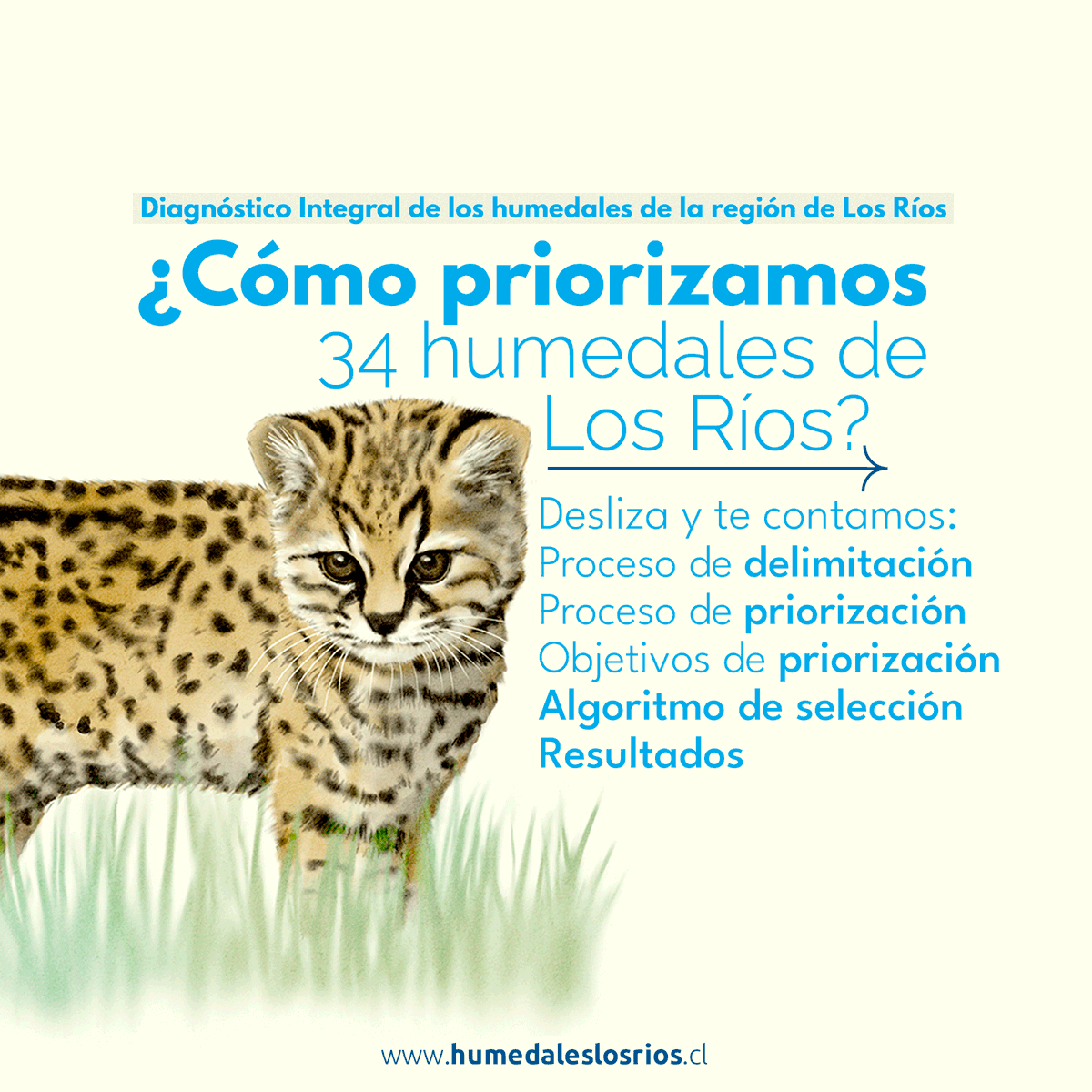 HumedalesLsRios's tweet photo. Cuando la región de Los Ríos cuenta con 777 humedales, ¿cómo priorizamos 34 de ellos? 🧐 
¡Te lo explicamos en este hilo! (1/5) https://t.co/wDw5Ozy5RC