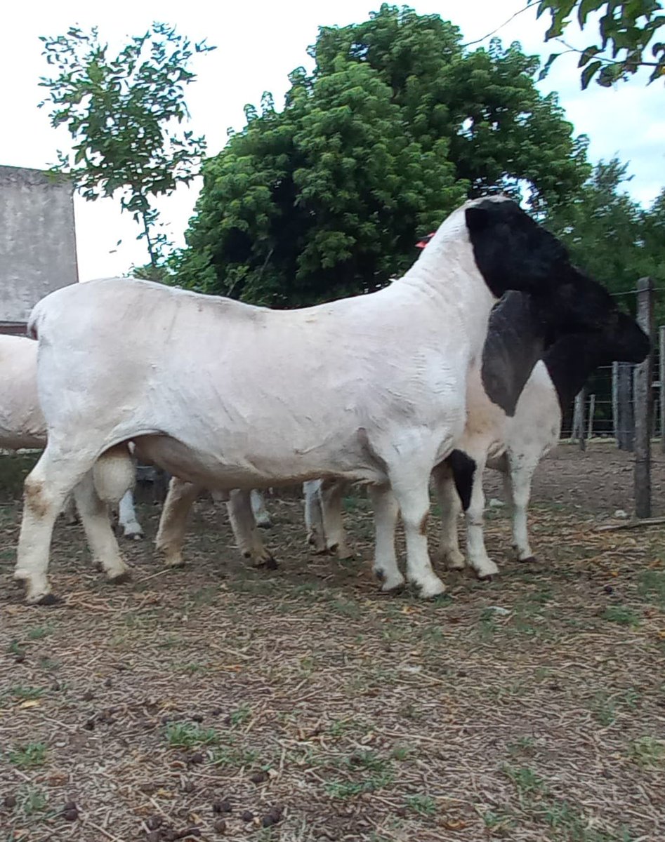 Carneros y corderos dorper que estarán presentes en el remate anual "De la vuelta al pago". Algunos importados de transferencia embrionaria y otros origen nacional.
