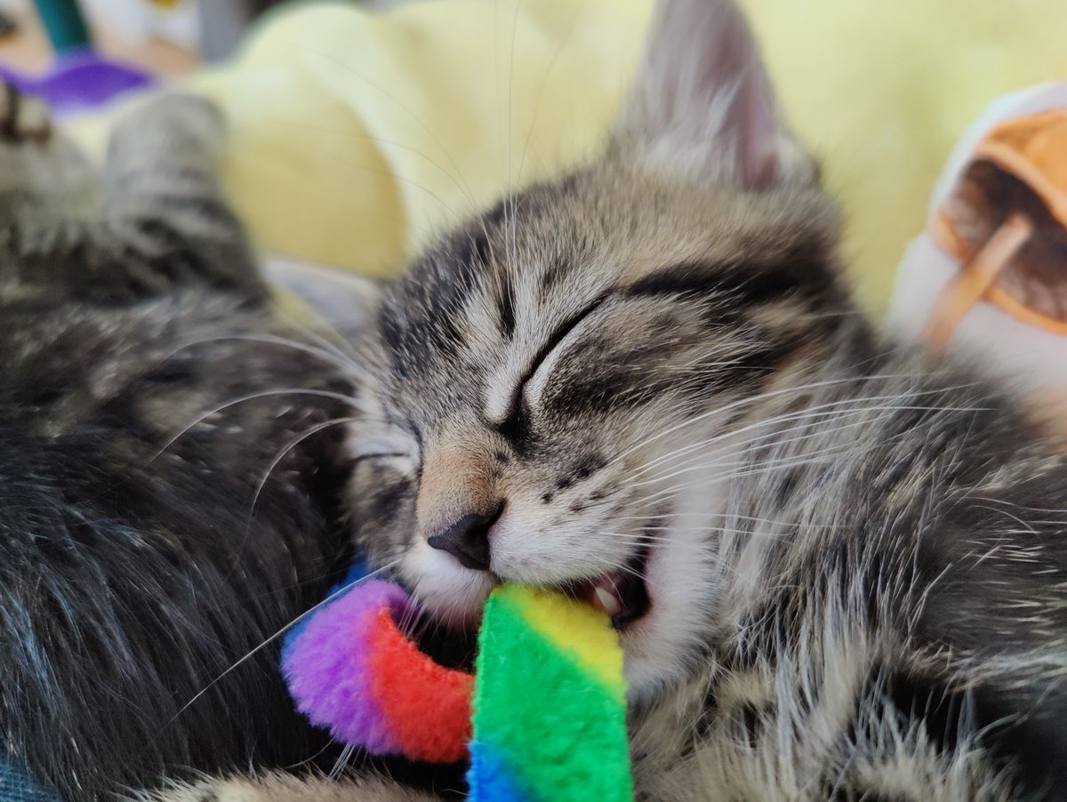 Silo fell asleep while playing.