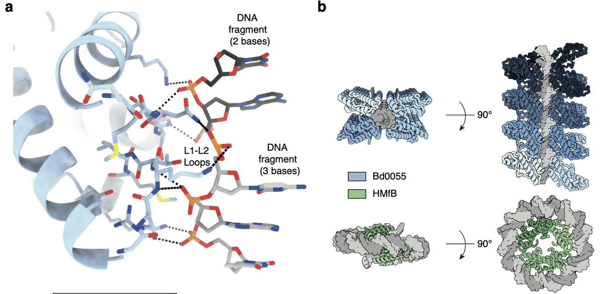New preprint with amazing result that histone-fold proteins from bacteria form a sheath around linear DNA rather than wrapping DNA around a core like eukaryotic and archaeal histones.  biorxiv.org/content/10.110…
