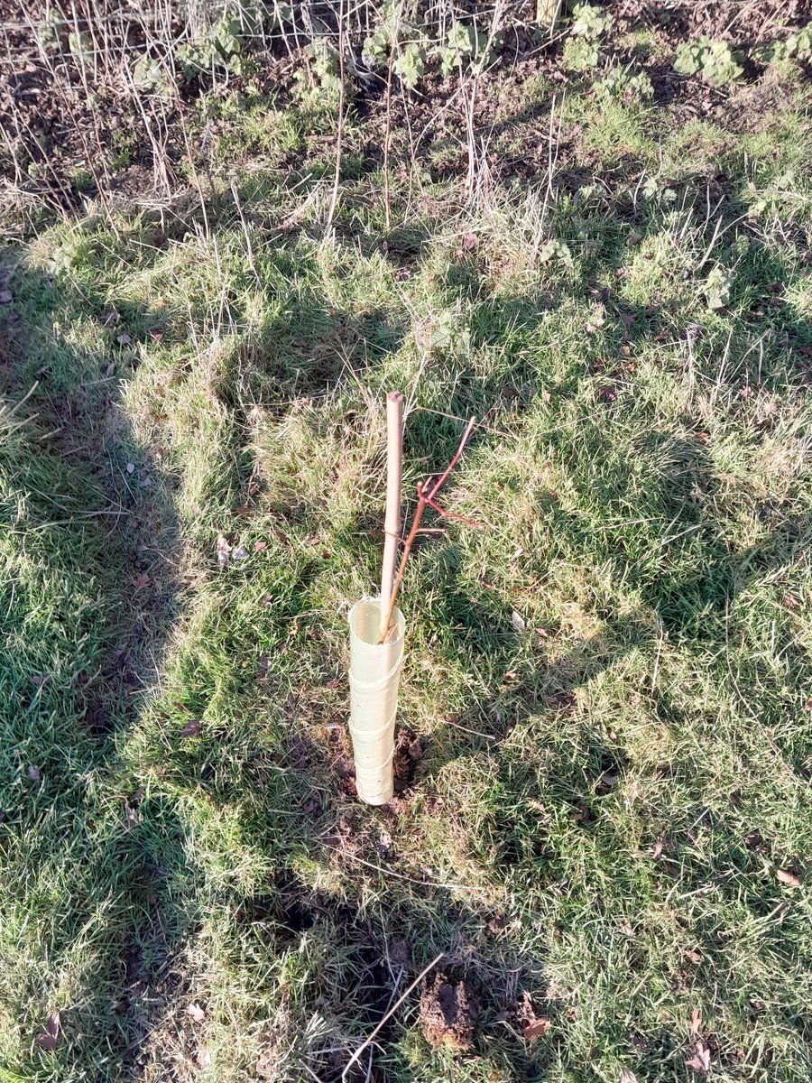 oblongtrees's tweet photo. We've been planting trees at several sites this week. The tree pictured is one of our first ever Cherry Plum trees, these are going to look beautiful in years to come. We're on track to have planted over 10,000 trees in the UK by the end of this planting season. https://t.co/VGP3bXpbZ0