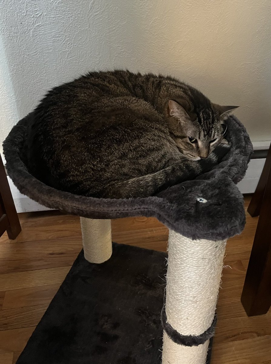 VesnaVick's tweet photo. @cprwarner Mala is chillin in her new hammock schratch post thingie. She has no worries and no plans for the day. https://t.co/3s66ZFGWjj