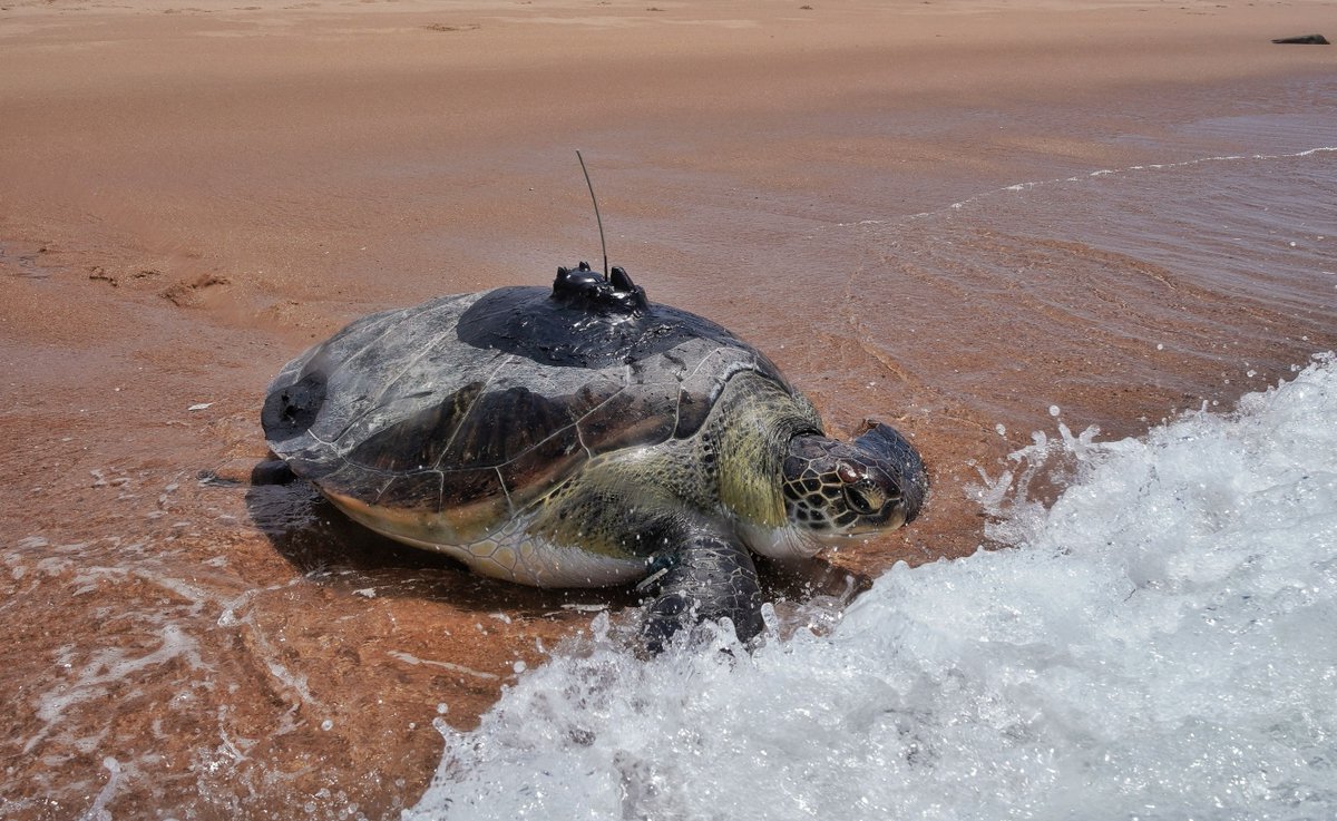 2OceansAquarium's tweet photo. Bob-voyage, buddy! 🐢 https://t.co/hfOIebrFwq