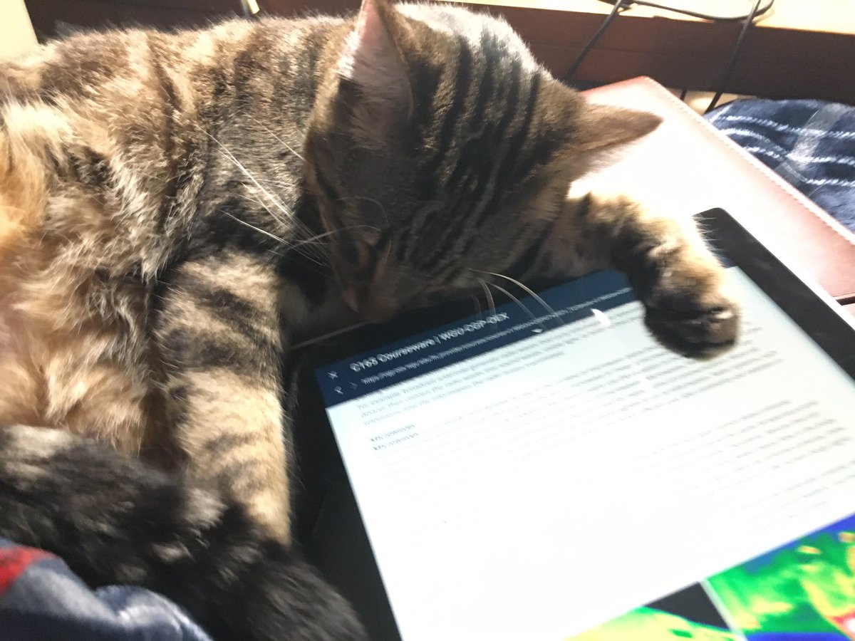 Here’s another boy to look at. (His name is Tango and he is 5% baby 95% Troublemaker)