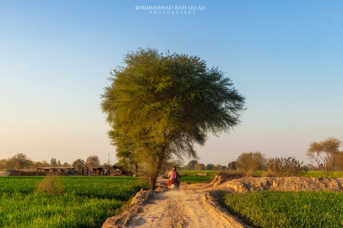 Muhammad Rafi Ullah Photography tweet media