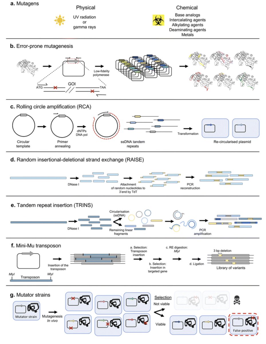 paperperday's tweet photo. A primer to directed evolution: current methodologies and future directions
https://t.co/e5qmcgIz1D https://t.co/6KMXwXPqff