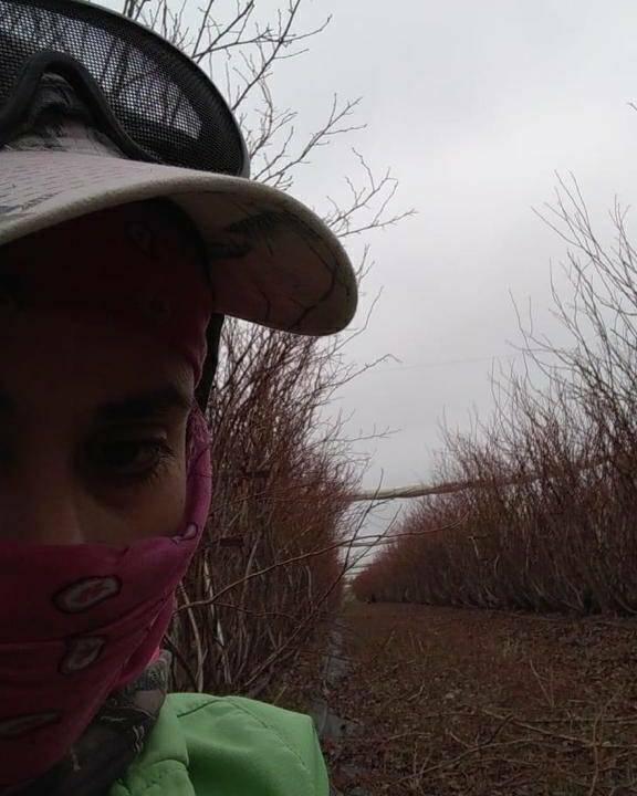 UFWupdates's tweet photo. Esmeralda is pruning blueberries. She shares the freezing temps are hard on her body, but without fail she and her coworkers show up day in and day out. She is proud that her work puts fruit on America's tables. #WeFeedYou https://t.co/F3p9GaZW5w