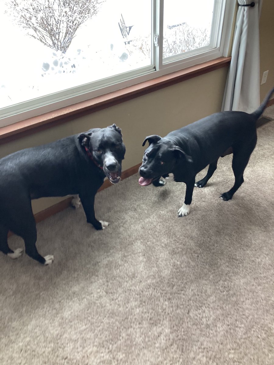 Bobo_Fedwell's tweet photo. Frenz Friday…this is Oakley. He looks a lot like me, which means he’s very hansum https://t.co/igoYCCkP6l