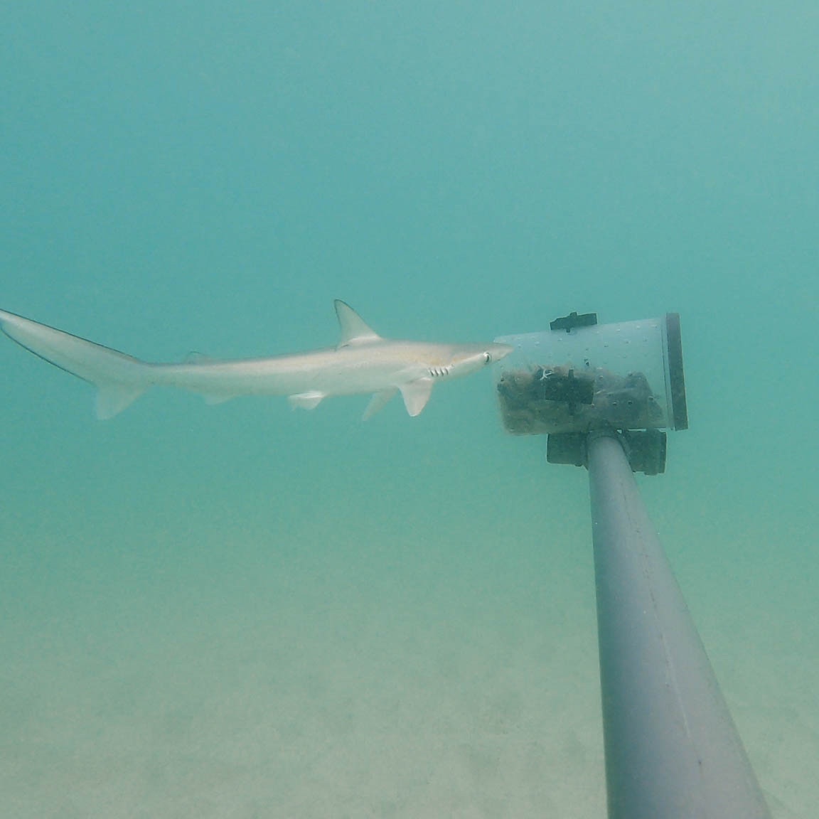 ProjectNgandu's tweet photo. Drones and BRUVs were also used to identify #shark species presence, abundance, and areas of aggregation around the island of Boa Vista, Cabo Verde! #NGANDUproject 📸Vasco Pissarra https://t.co/1RTkbcHK3k