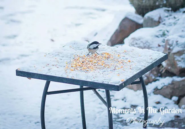 MomentsintheG's tweet photo. Always happy to see sunshine and the black capped chickadees feeding. #sunshine #birdsfeeding #blackcappedchickadee #naturephotography #lightsnowfall #mygarden #mygardentoday #momentsinthegardenphotography https://t.co/pS8CFwSxgB